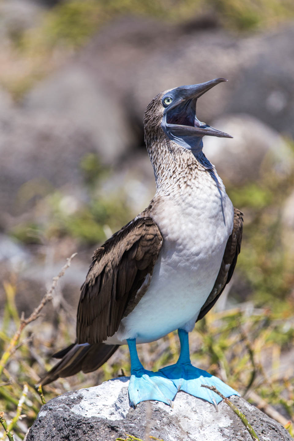 Blue-footed booby showing off its feet standing atop a rock and calling out, North Seymour Island, Galápagos Islands, Ecuador