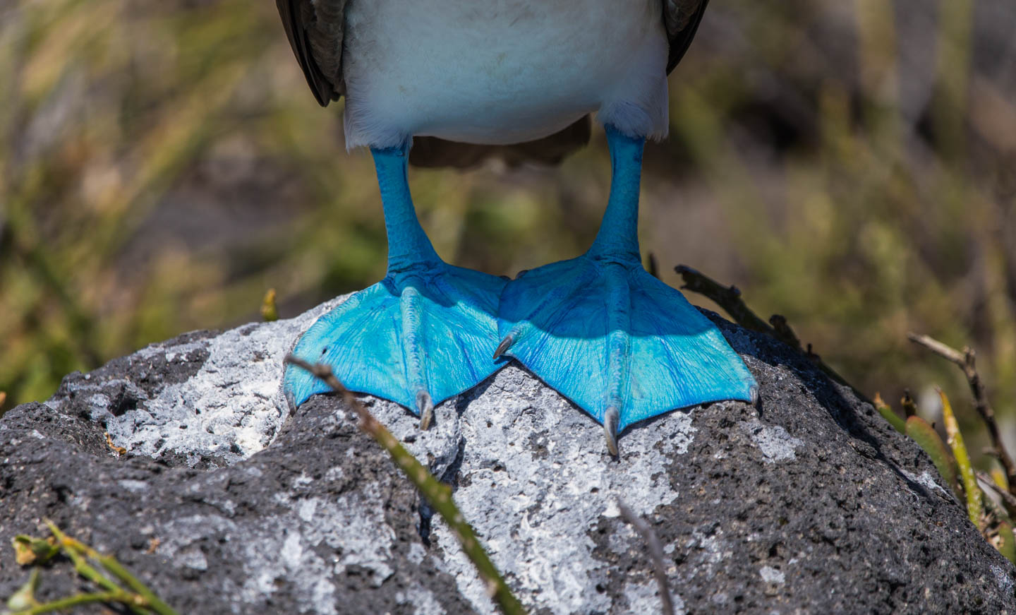 Distinctive bright blue feet of the blue-footed booby, North Seymour Island, Galápagos Islands, Ecuador