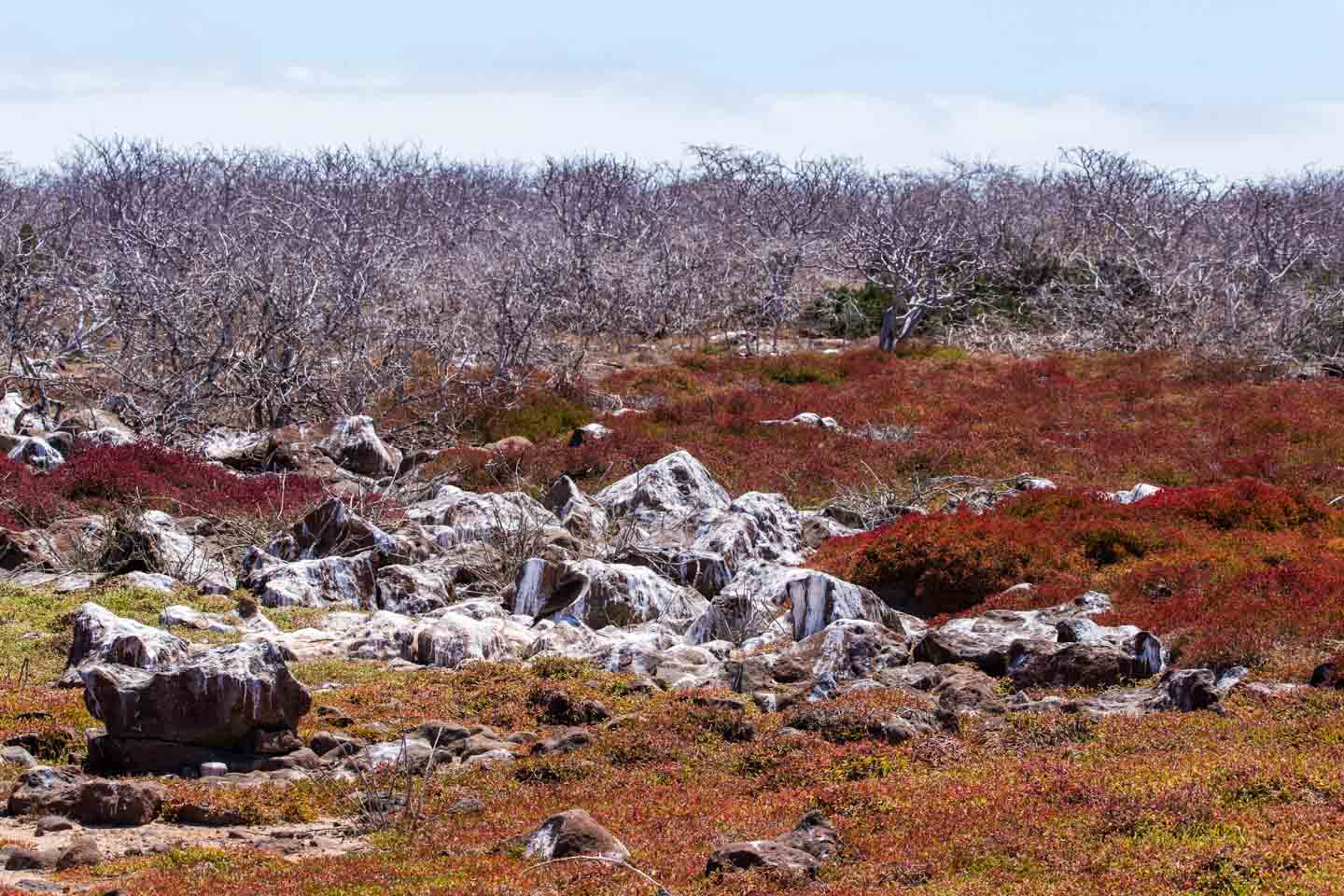 Typical landscape of North Seymour Island, Galápagos Islands, Ecuador