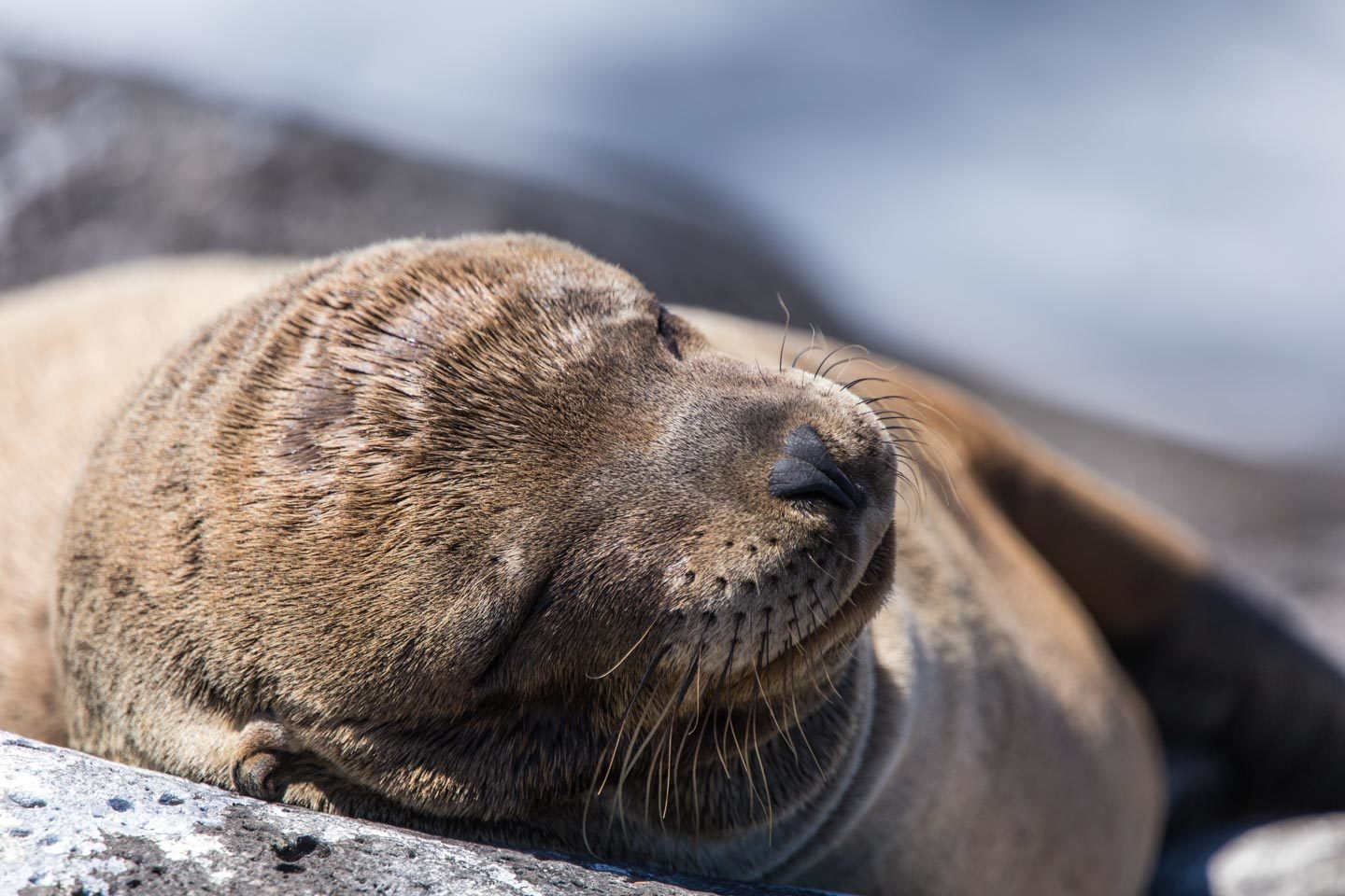 Ecuador: Galápagos Islands