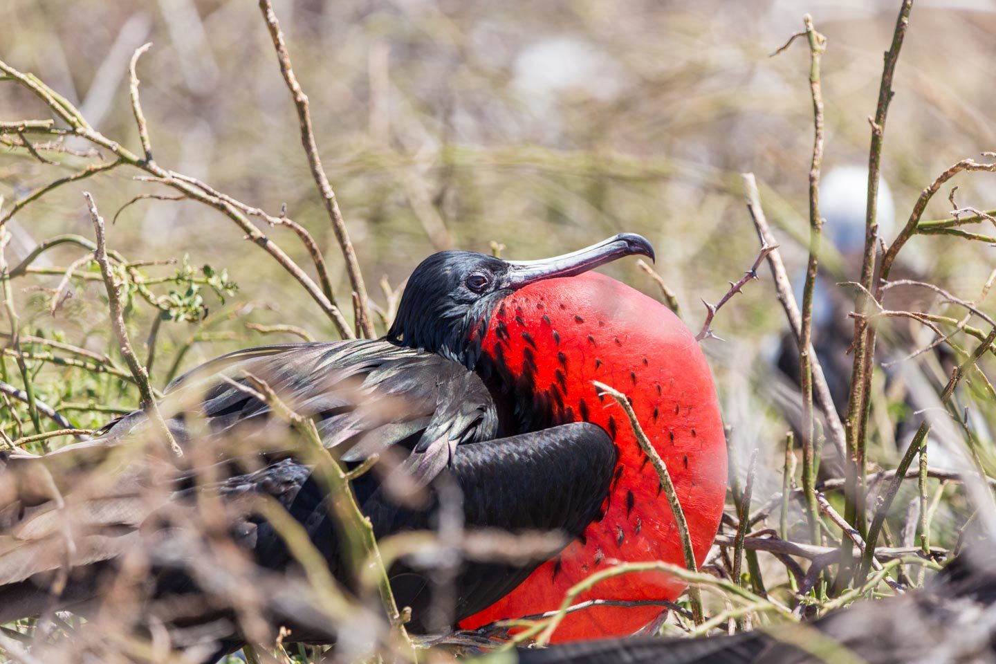 Ecuador: Galápagos Islands