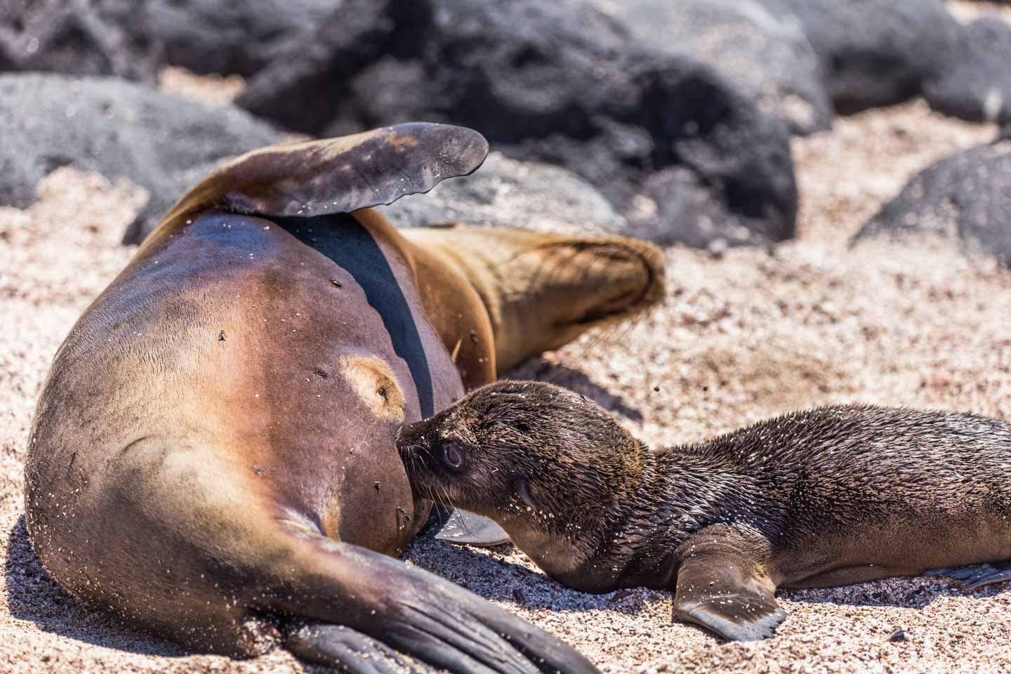 Mom sea lion and her nursing pup, North Seymour Island, Galápagos Islands, Ecuador