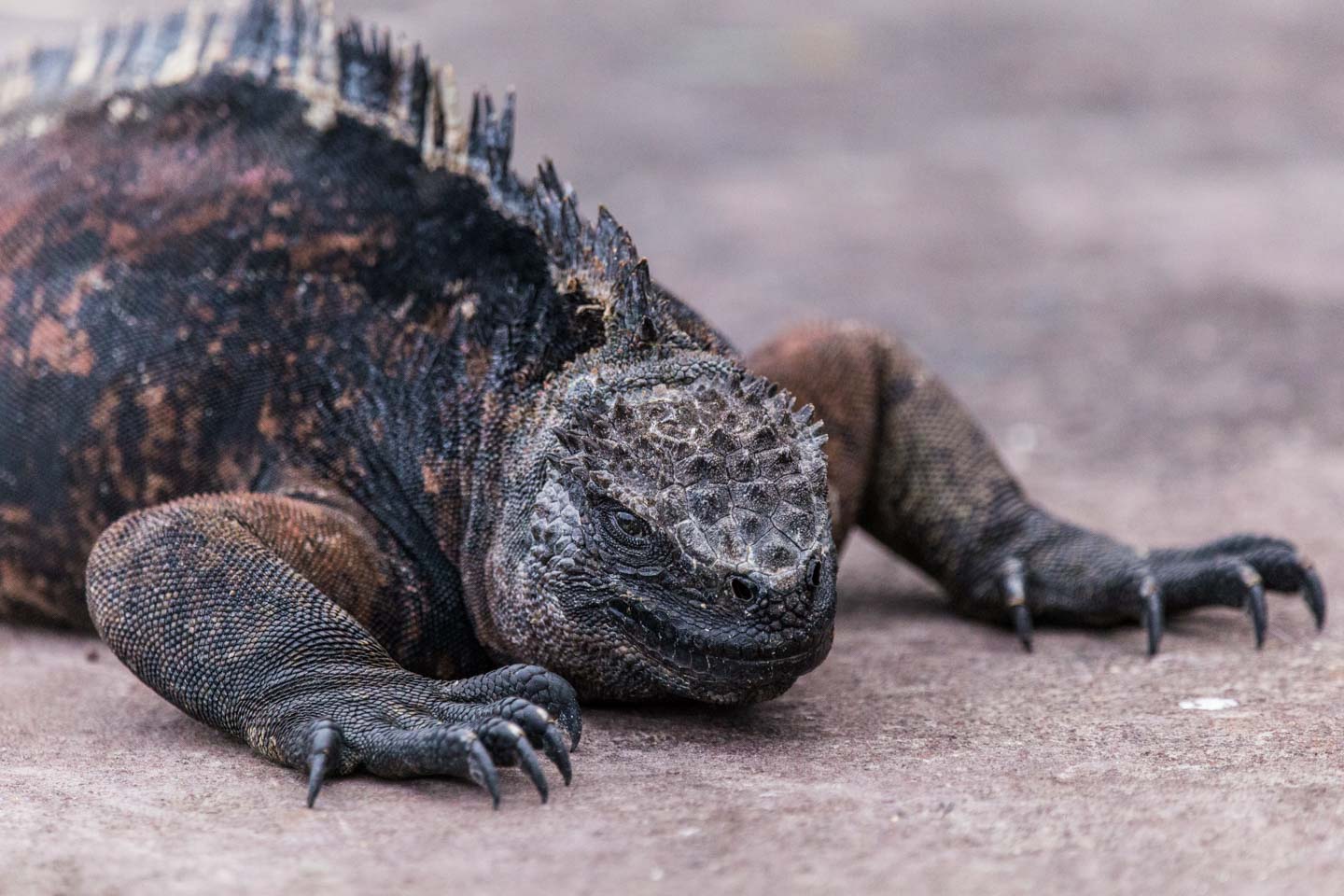 Marine iguana prowling the streets of Puerto Ayora, Santa Cruz Island, Galápagos Islands, Ecuador