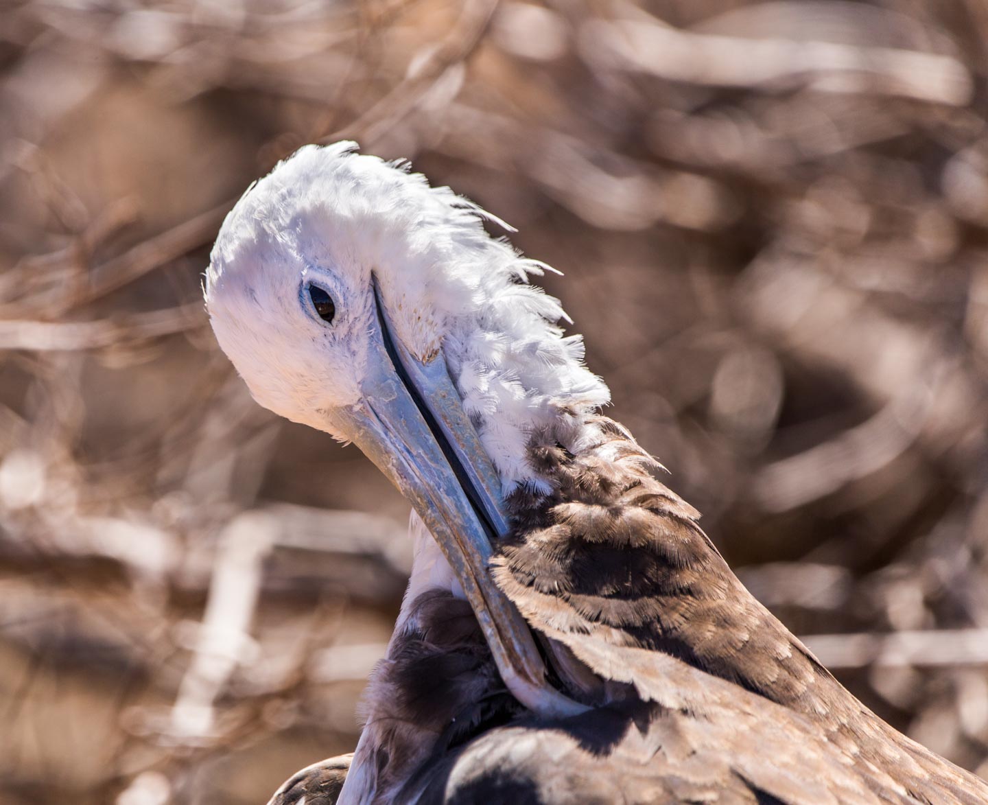 No longer just a fuzzball, but still a fuzzy-headed chick frigate, North Seymour Island, Galápagos Islands, Ecuador