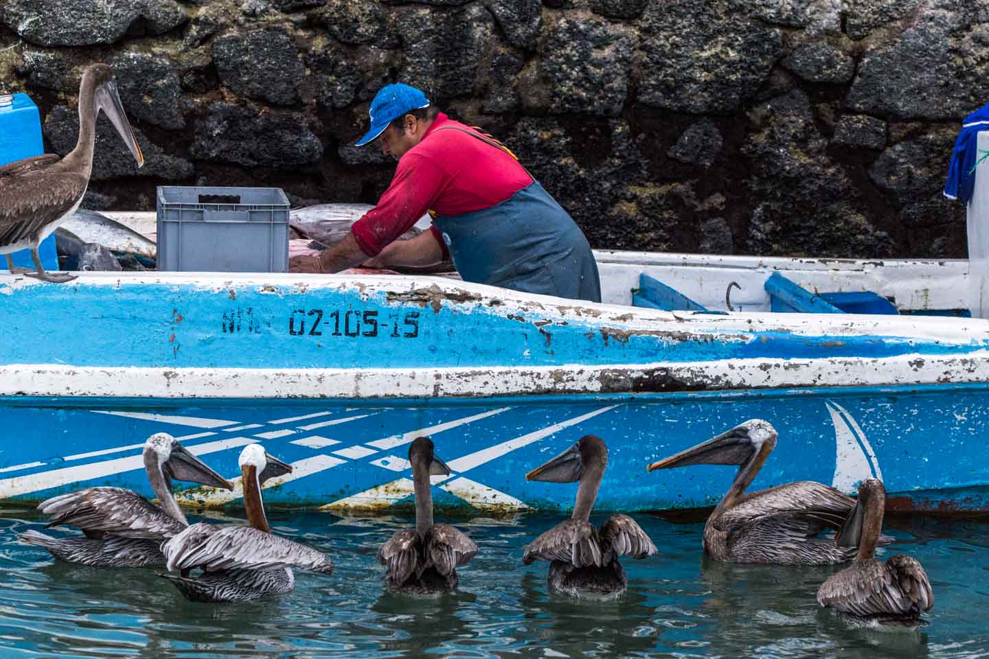 Brown pelicans eagerly waiting for fish scraps, Puerto Ayora, Santa Cruz Island, Galápagos Islands, Ecuador