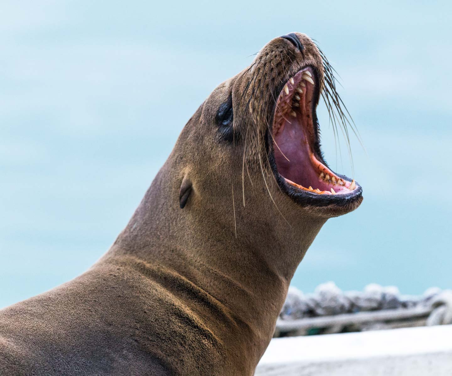 Sea lion being territorial by the pier of Puerto Ayora, Santa Cruz Island, Galápagos Islands, Ecuador