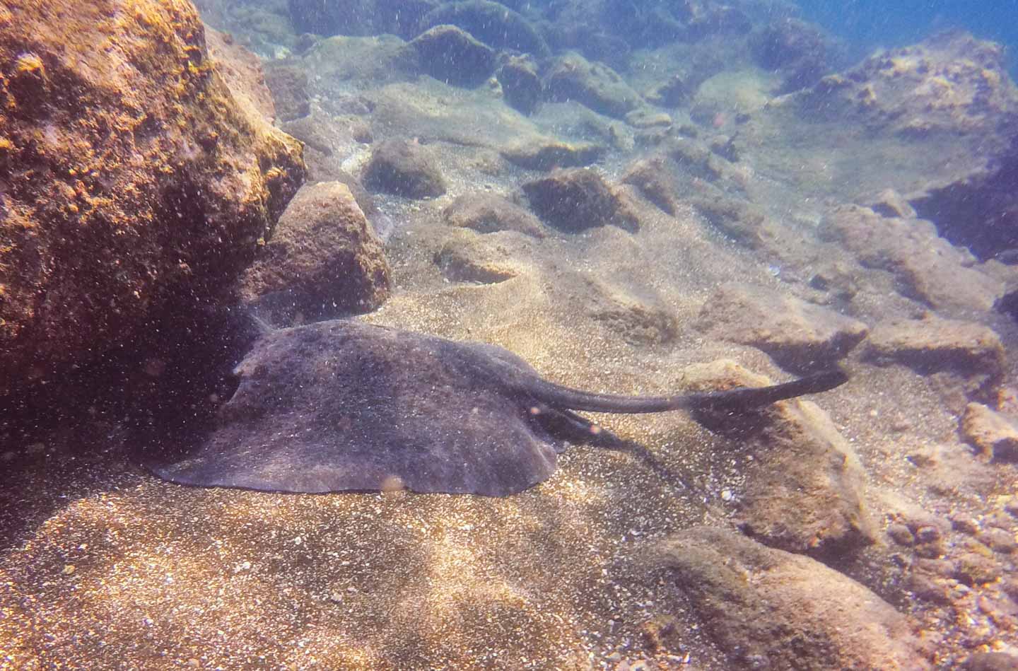 Stingray resting beneath a rock, Bartolomé Island, Galápagos Islands, Ecuador