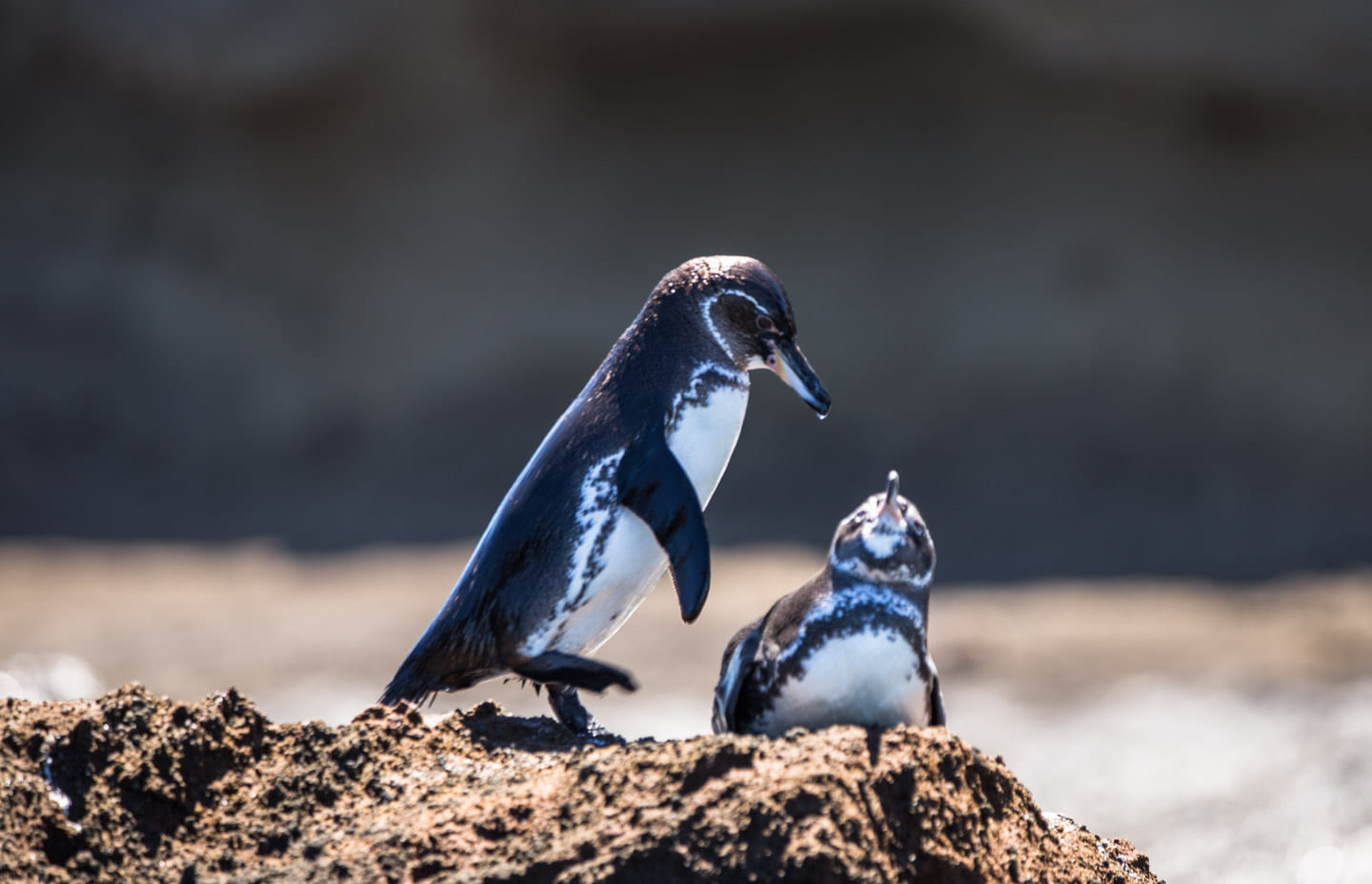 Male Galápagos penguin approaching the female on the rocks, Bartolomé Island, Galápagos Islands, Ecuador