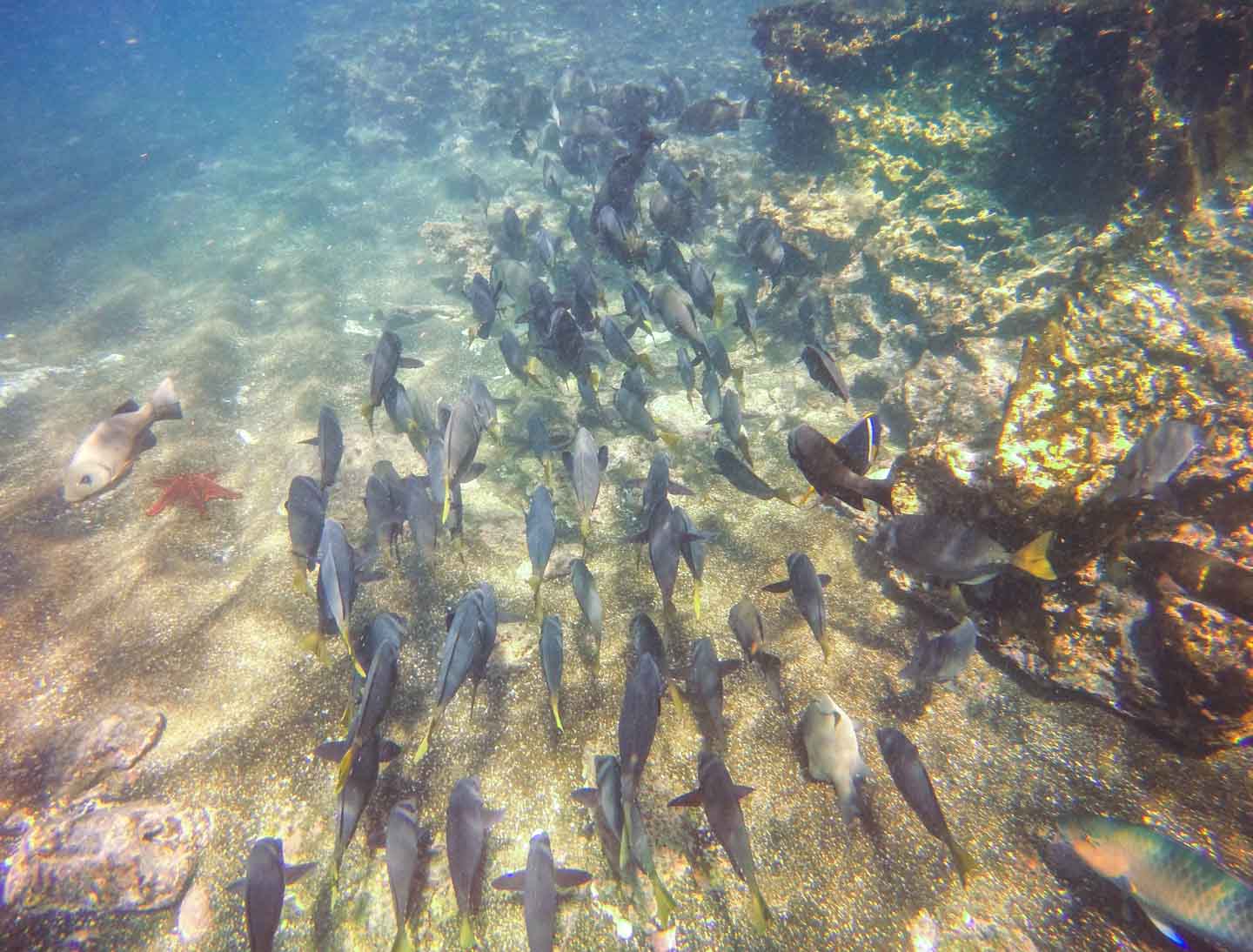 Schools of fish near Pinnacle Rock, Bartolomé Island, Galápagos Islands, Ecuador