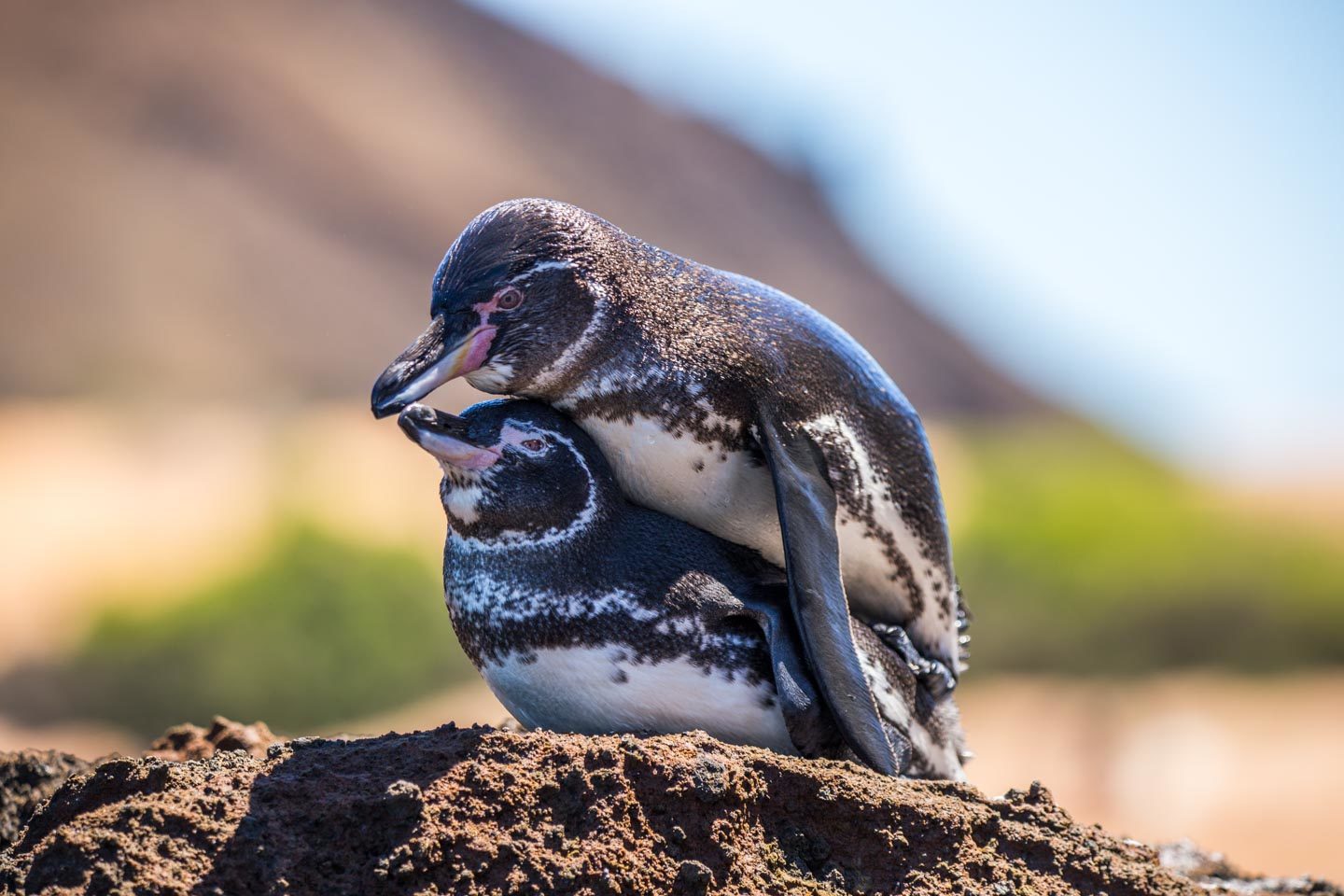 Ecuador: Galápagos Islands