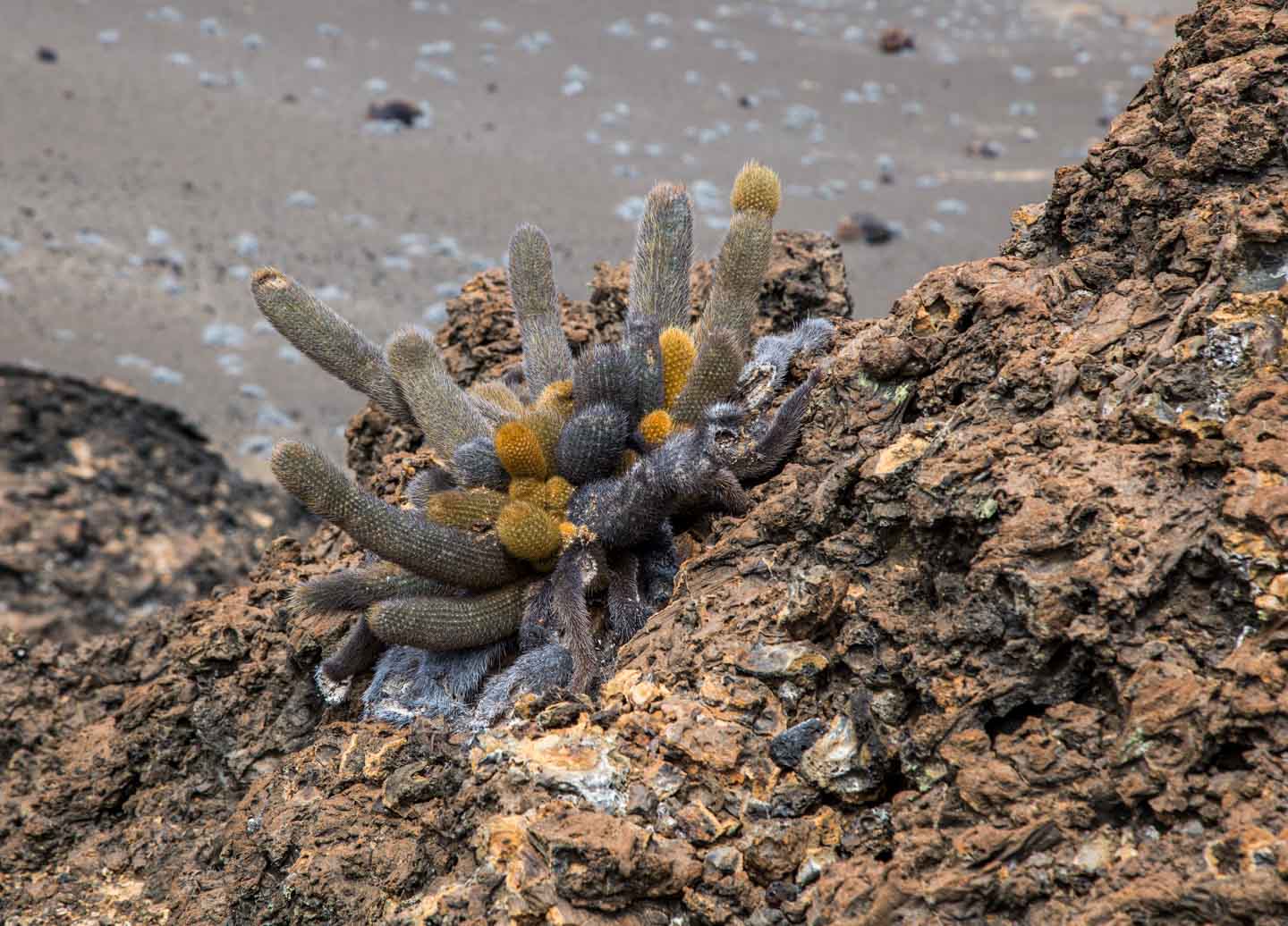 Lava cacti that colonize the volcanic land on Bartolomé Island, Galápagos Islands, Ecuador