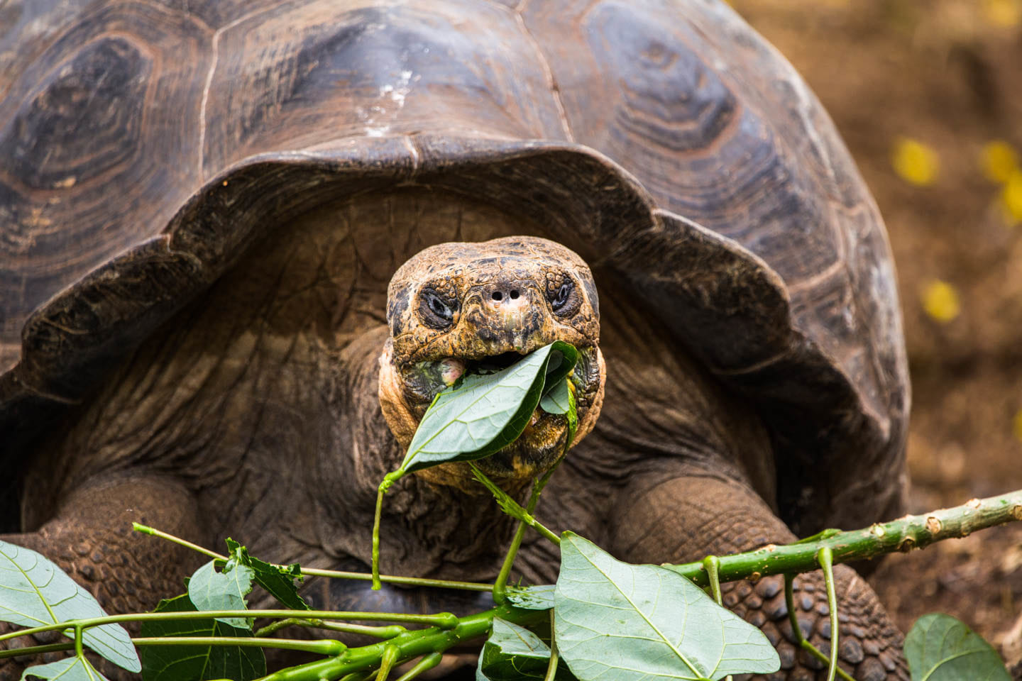 Ecuador: Galápagos Islands