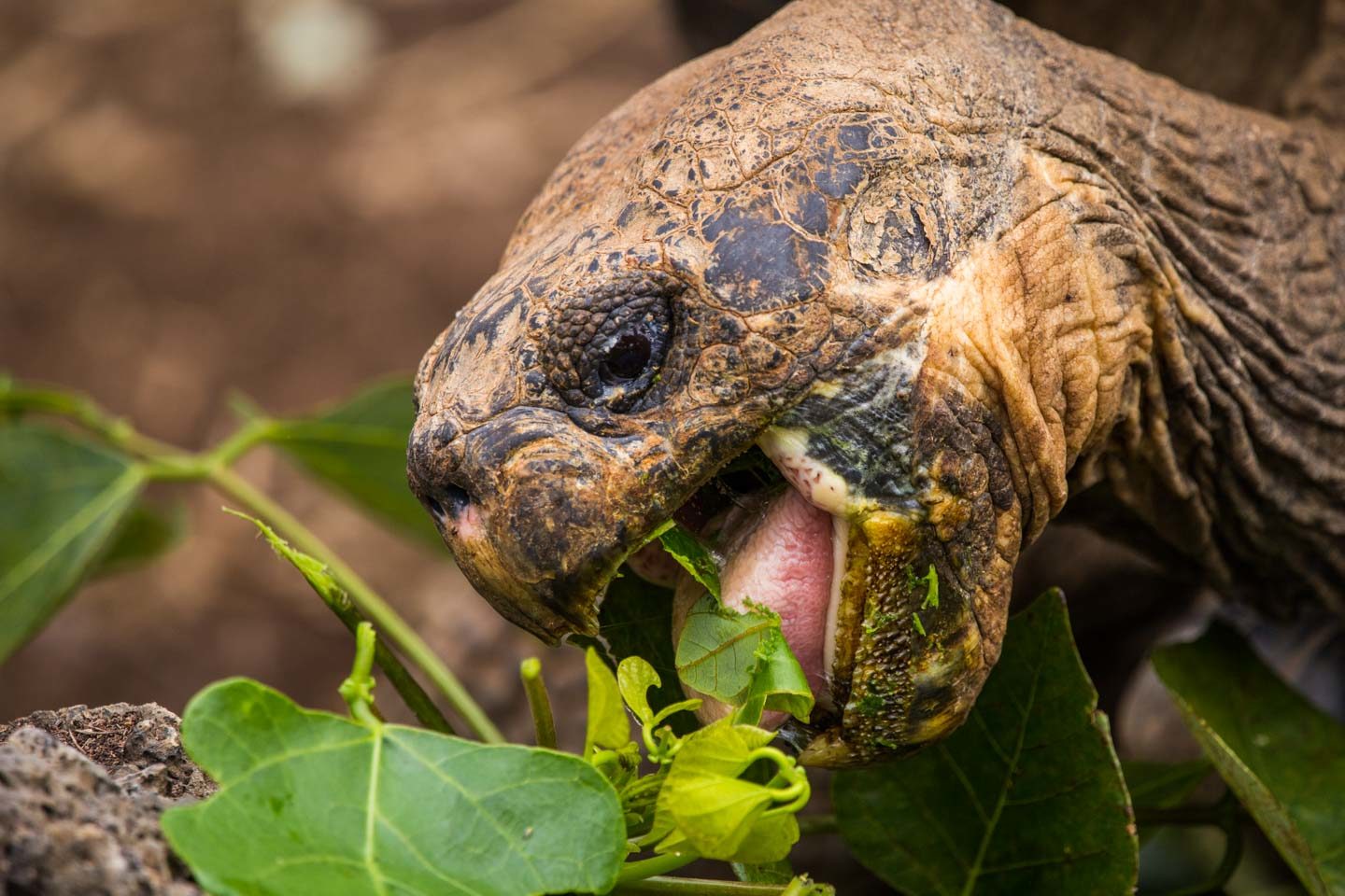 Ecuador: Galápagos Islands