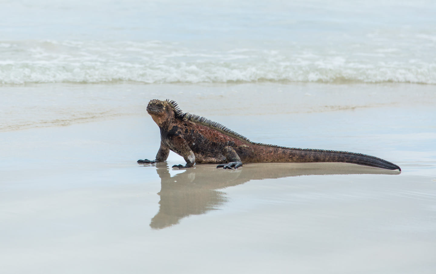 Marine iguana lounging on the sand of Playa Brava, Tortuga Bay, Santa Cruz Island, Galápagos Islands, Ecuador