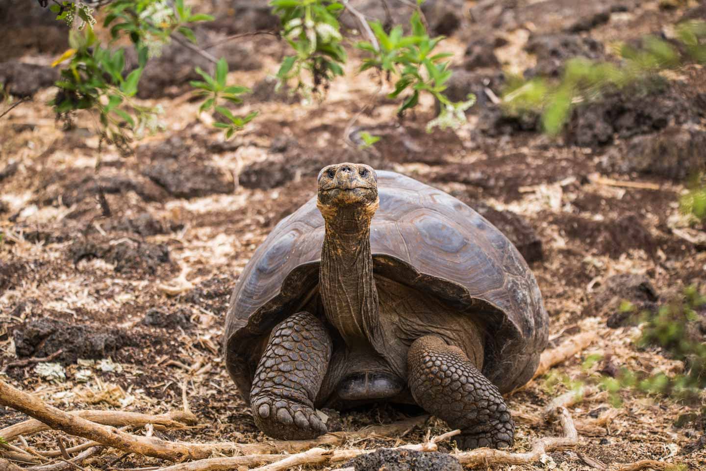 Adult giant tortoise walking, Fausto Ilerena Breeding Center, Santa Cruz Island, Galápagos Islands, Ecuador