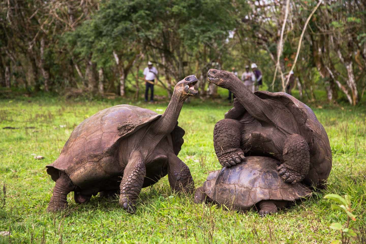 Ecuador: Galápagos Islands