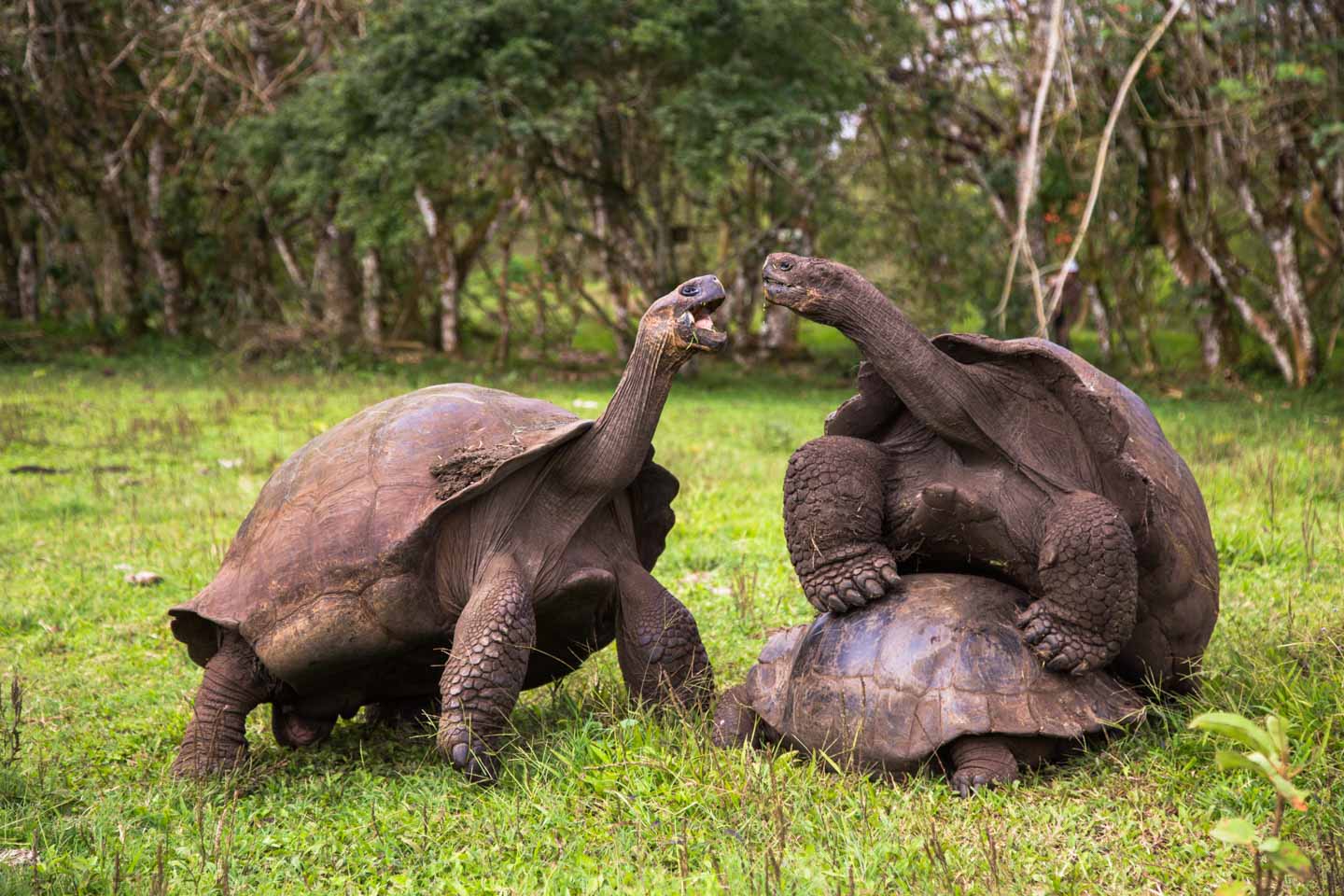 Giant male Galápagos tortoises fighting over a female, Reserva El Chato, Santa Cruz Island, Galápagos Islands, Ecuador