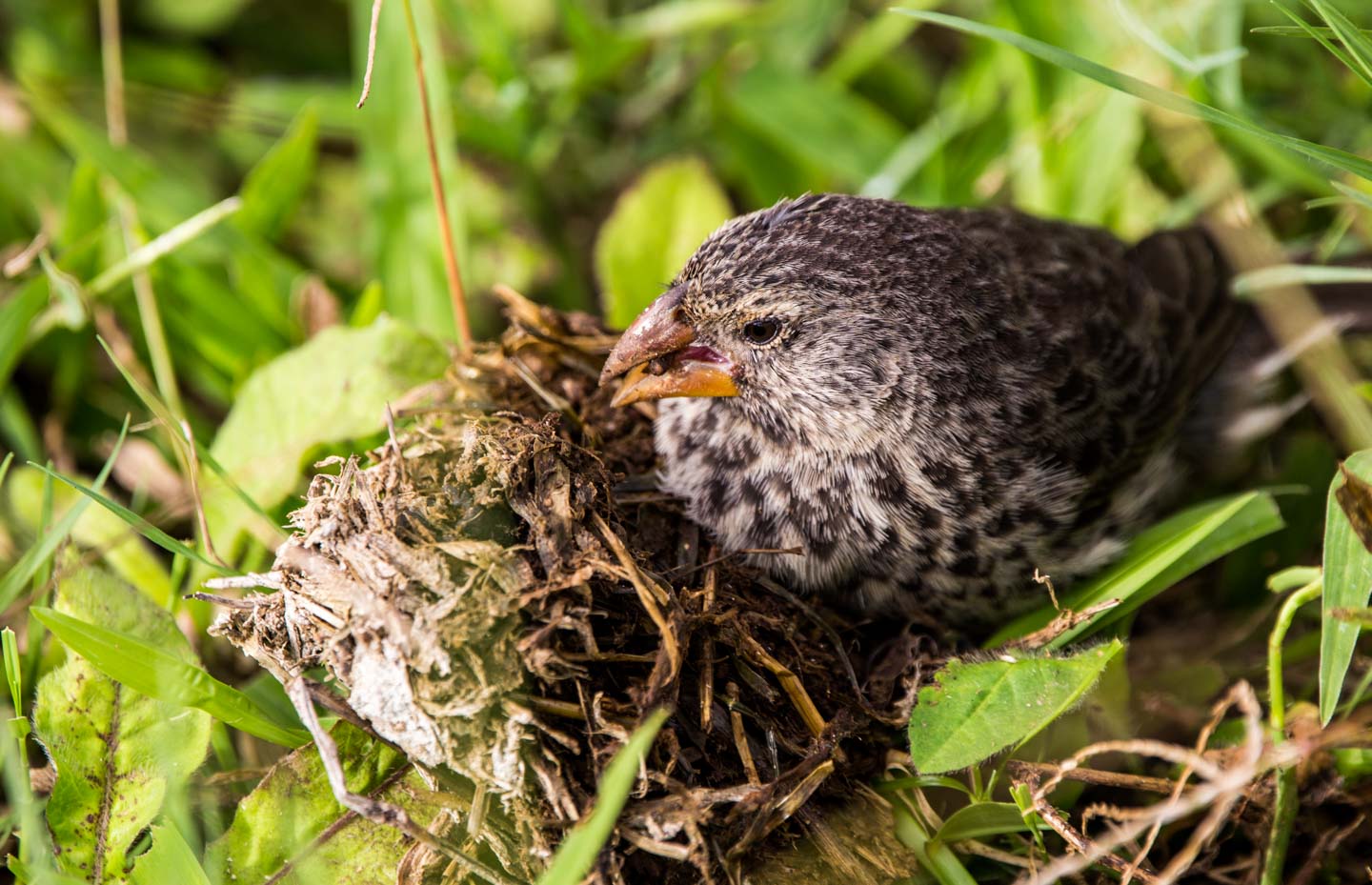 One species of Darwin's finches at Los Gemelos, Santa Cruz Island, Galápagos Islands, Ecuador