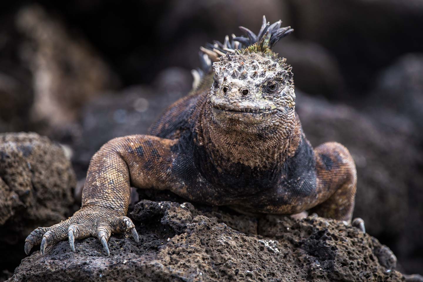Ecuador: Galápagos Islands