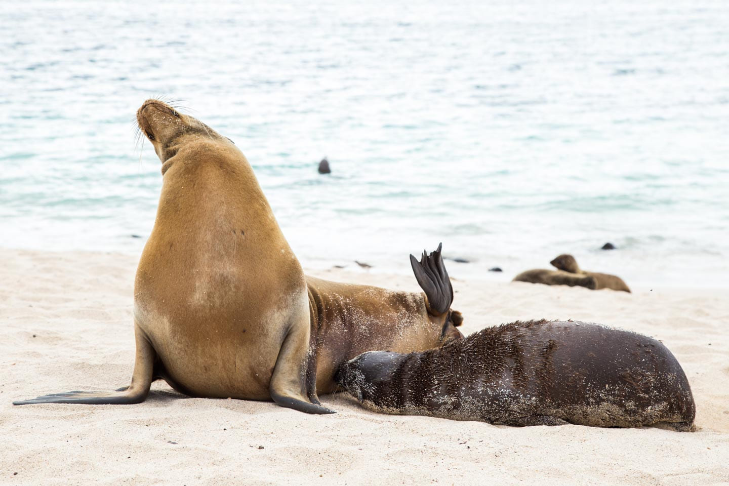 Pup nursing on Playa Mann, San Cristóbal, Galápagos Islands, Ecuador