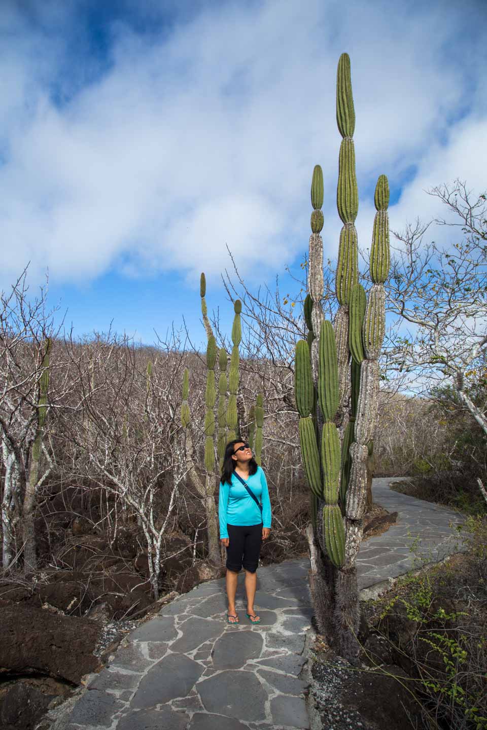 Julie walking by opuntia cacti on the way to the Interpretation Center, San Cristóbal, Galápagos Islands, Ecuador