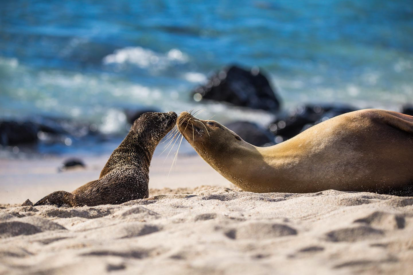 Ecuador: Galápagos Islands