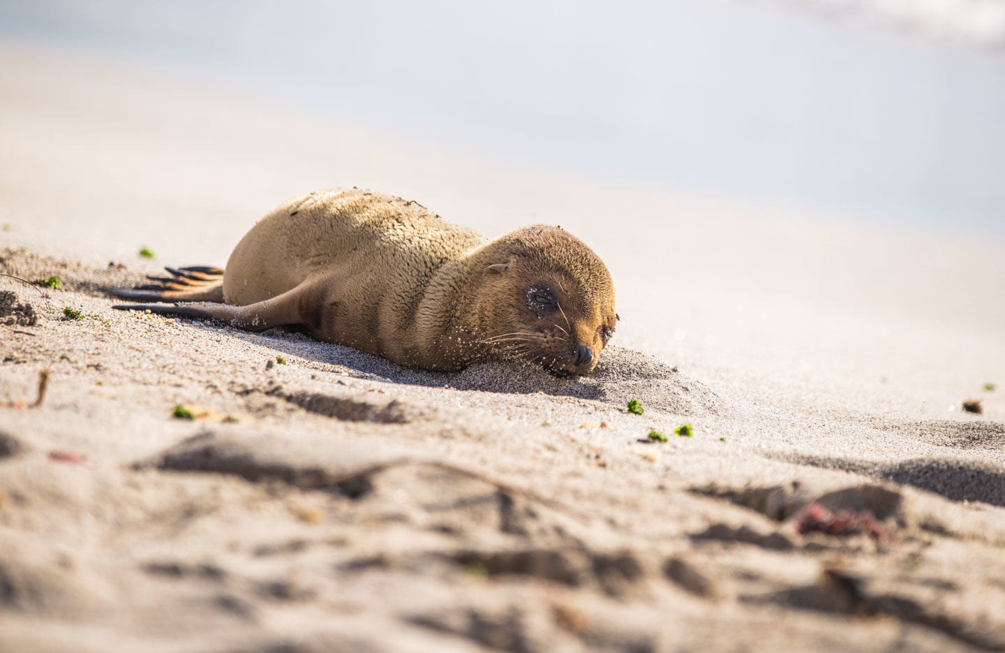 Ecuador: Galápagos Islands