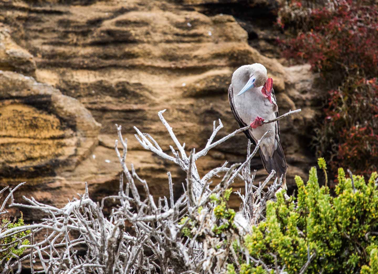Red-footed booby at Punta Pitt, San Cristóbal, Galápagos Islands, Ecuador