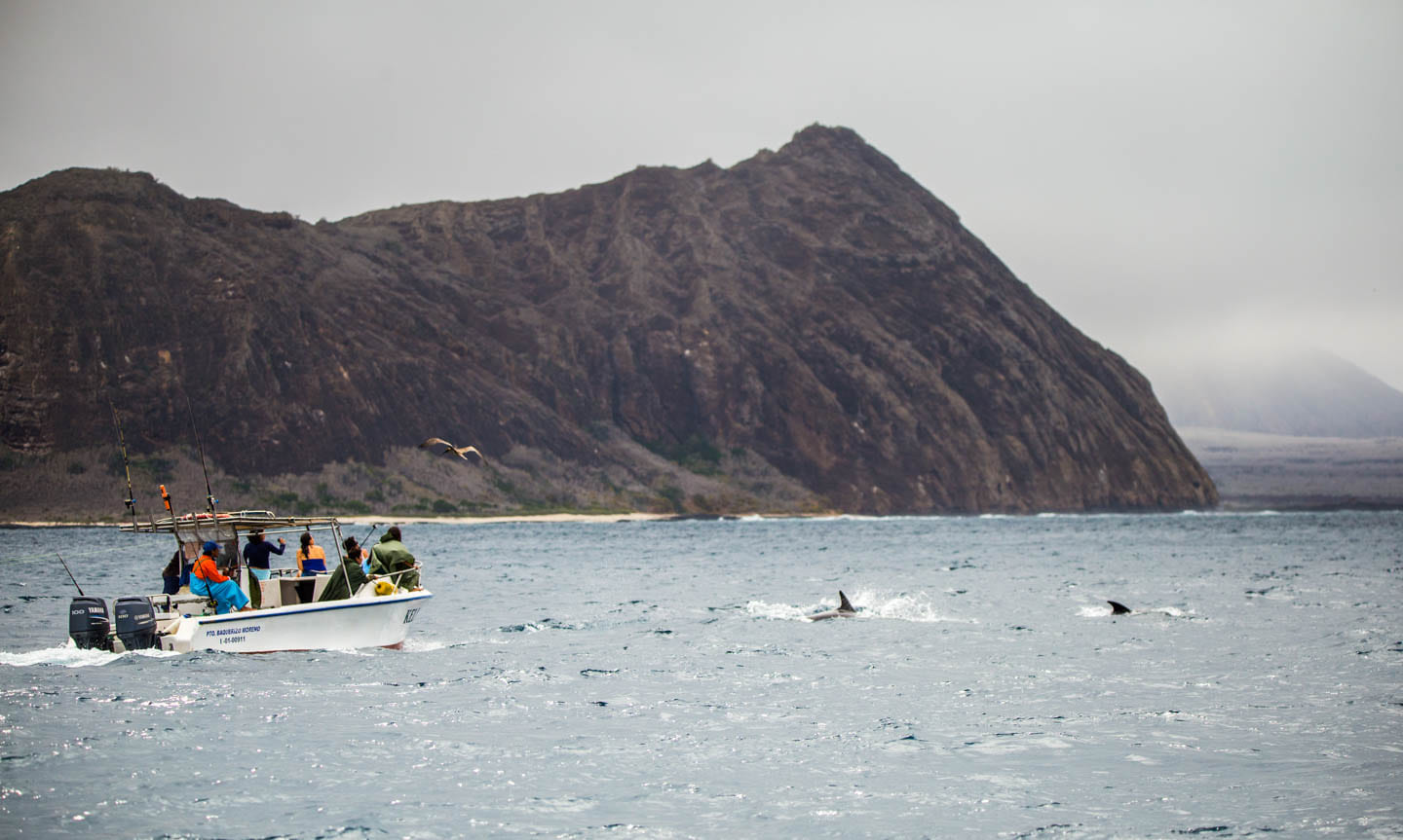 Boat chasing the dolphins pods at Punta Pitt, San Cristóbal, Galápagos Islands, Ecuador
