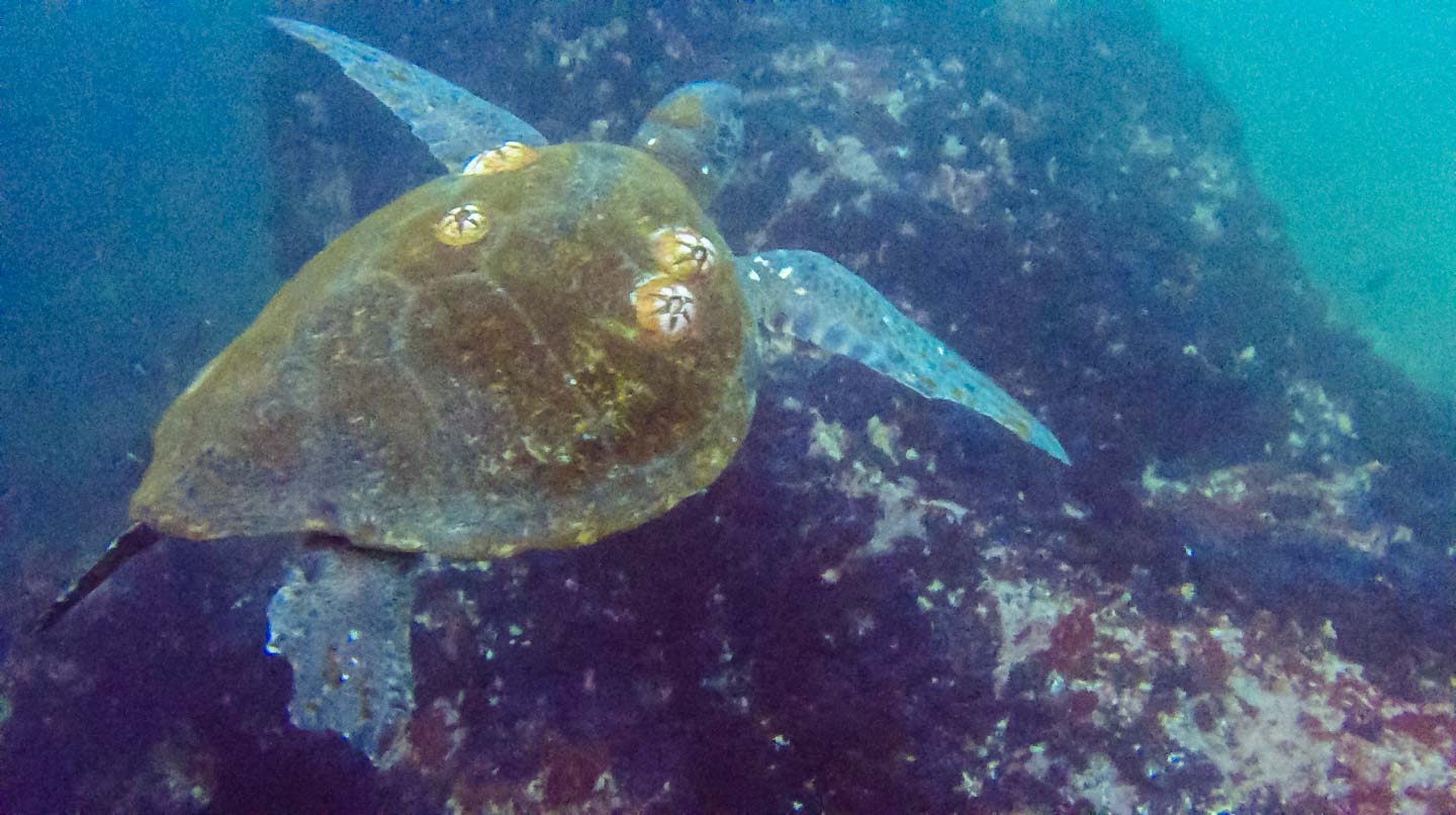 Sea turtle swimming next to us at Kicker Rock (León Dormido), San Cristóbal, Galápagos Islands, Ecuador