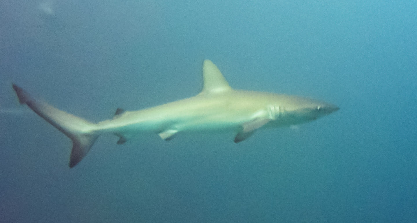 Galápagos shark swimming at Kicker Rock (León Dormido), San Cristóbal, Galápagos Islands, Ecuador