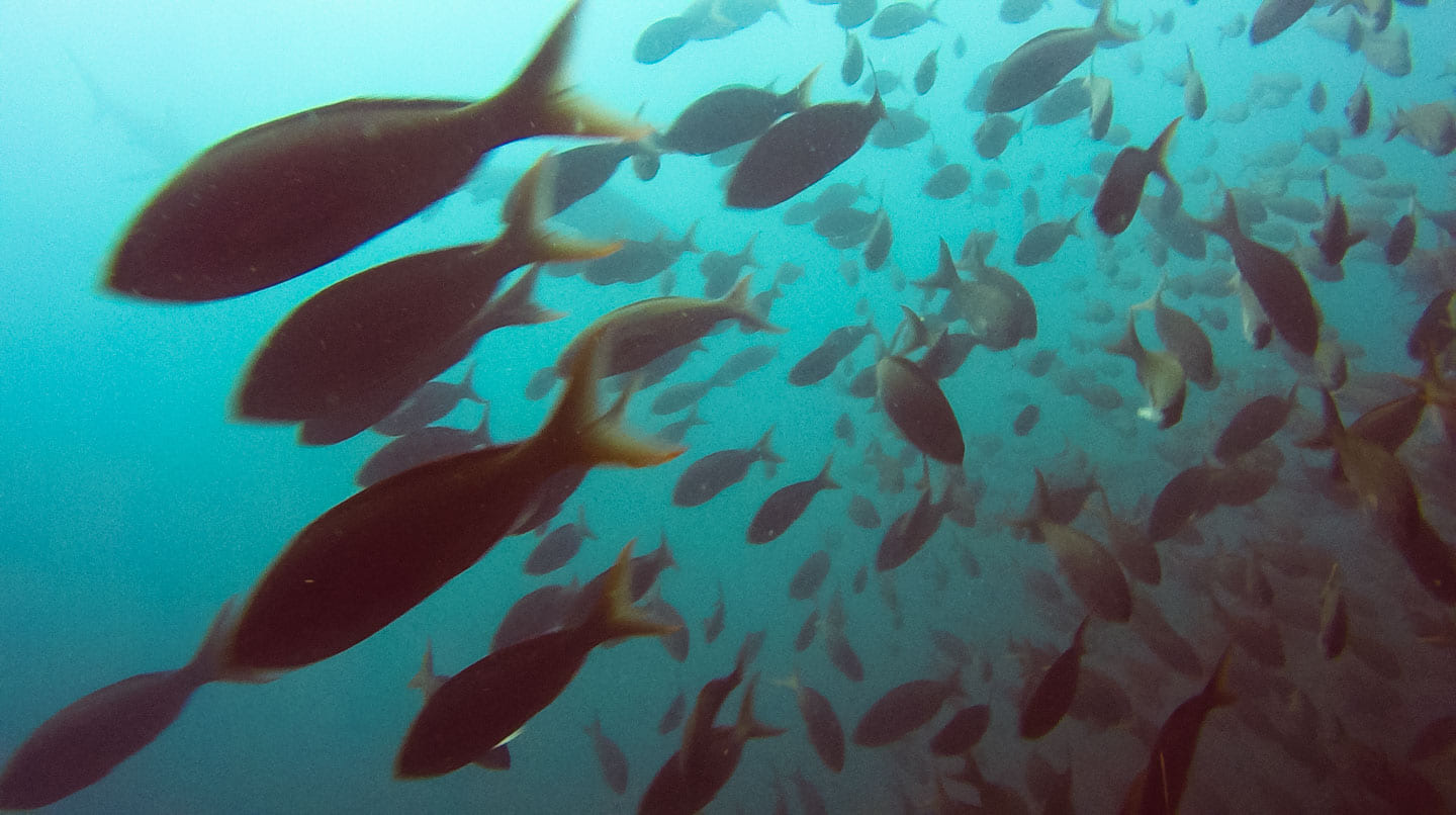 School of fish at Kicker Rock (León Dormido), San Cristóbal, Galápagos Islands, Ecuador