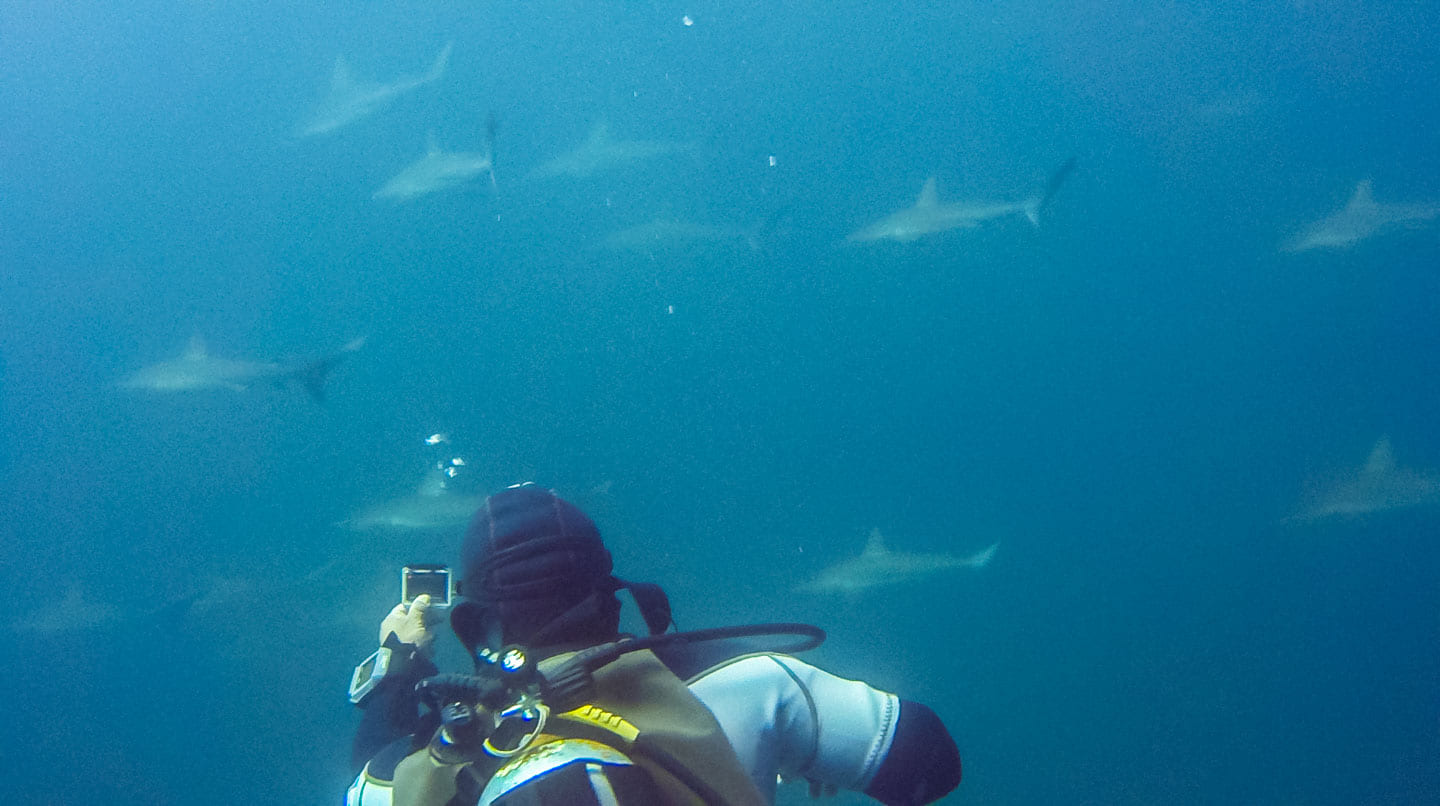 Carlos among the school of Galápagos sharks at Kicker Rock (León Dormido), San Critstóbal, Galápagos Islands, Ecuador