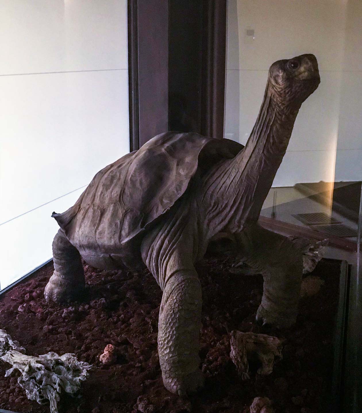 Taxidermy of Lonesome George, Charles Darwin Research Station, Santa Cruz Island, Galápagos Islands, Ecuador