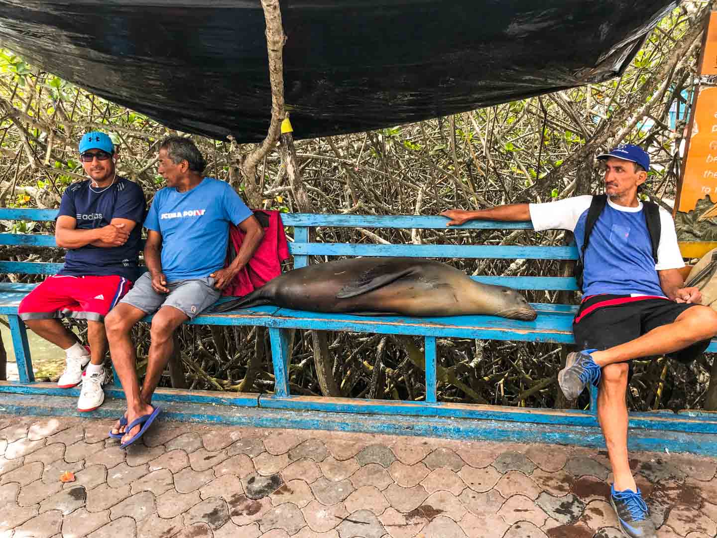 All the locals chilling on the bench - including a sea lion, Puerto Ayora, Santa Cruz Island, Galápagos Islands, Ecuador
