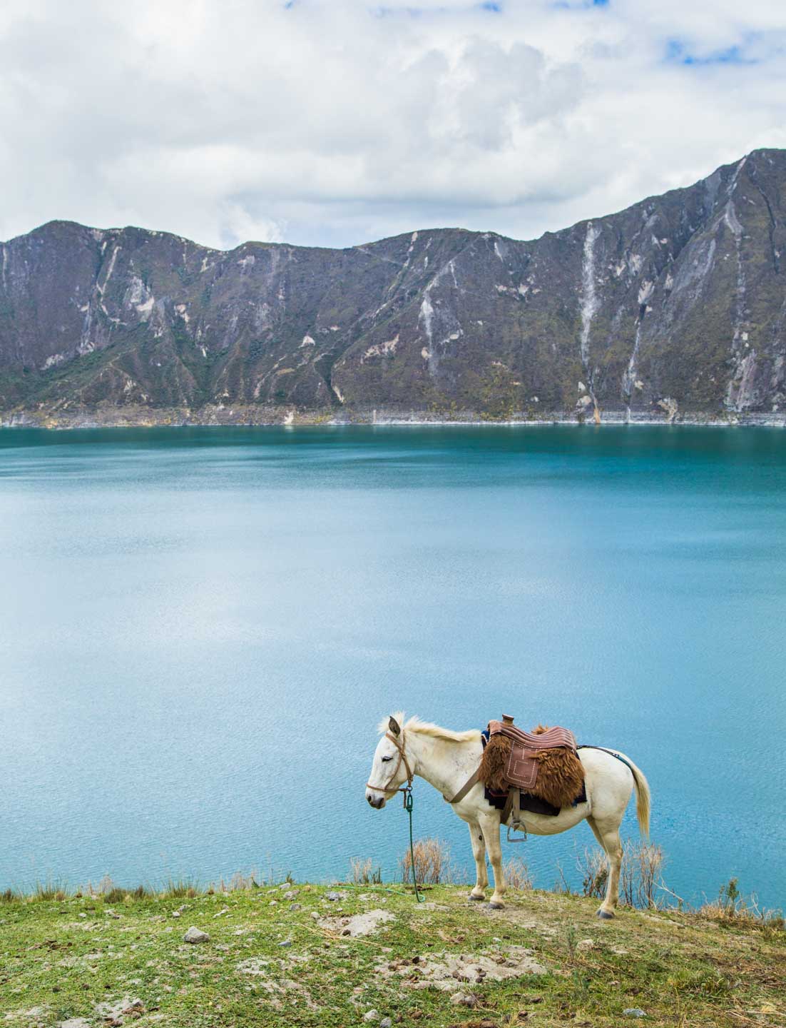 Mule eating inside the Quilotoa crater, Quilotoa, Ecuador