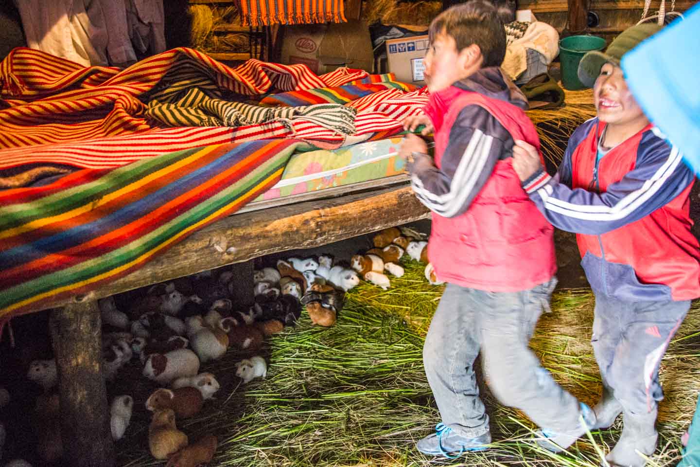 A look inside Julian's house, guinea pigs everywhere! Close to Pujilí, Ecuador
