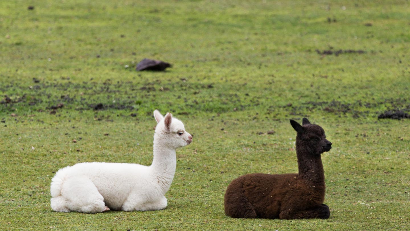 Perú
