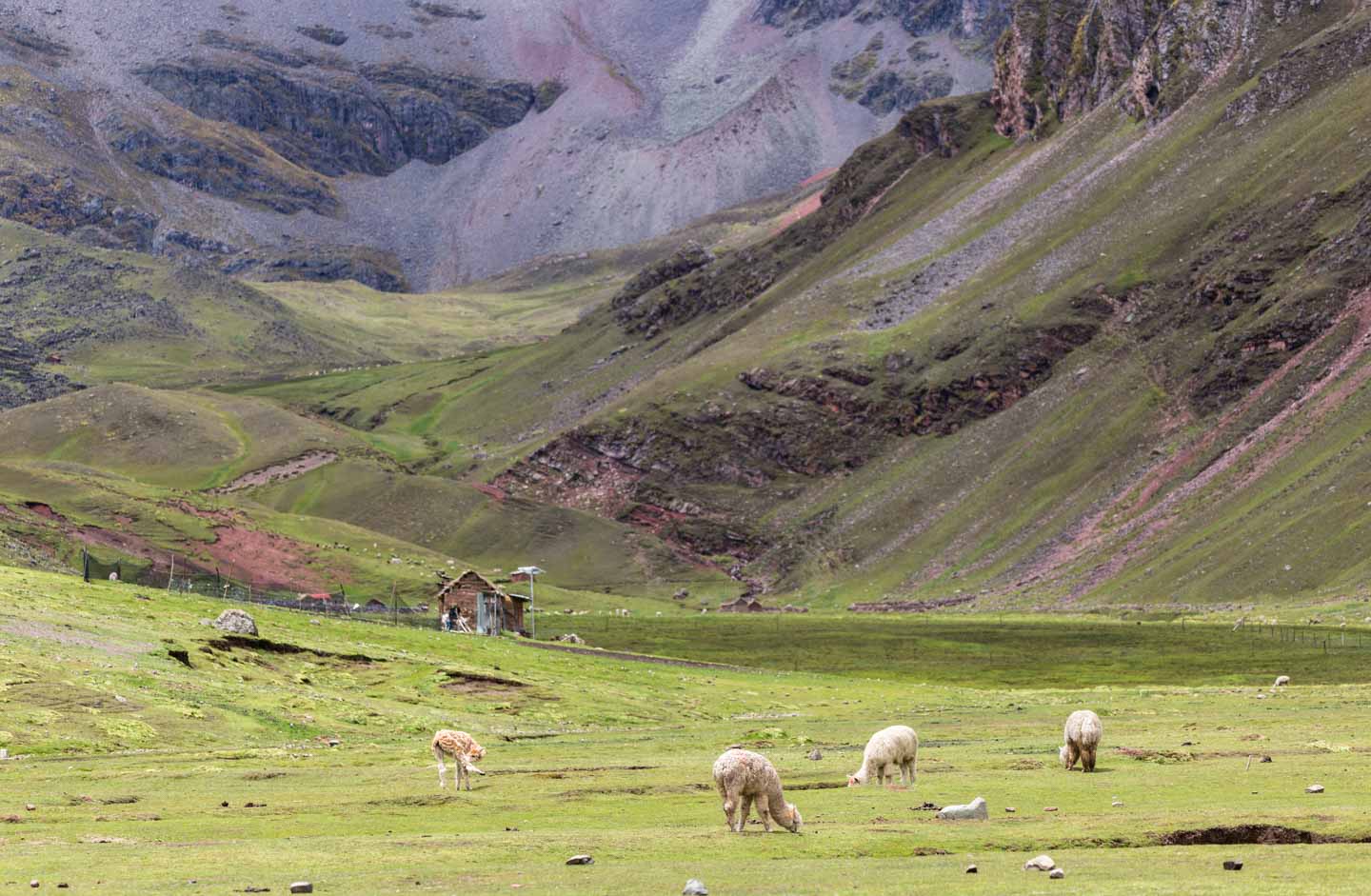 Llamas on the trail to Rainbow Mountain, Peru