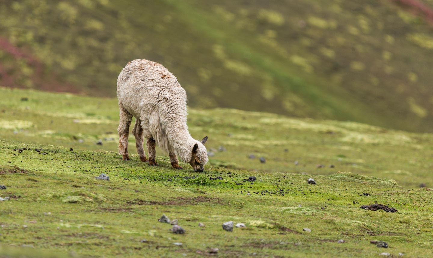 Perú