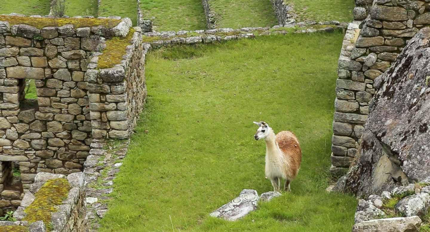 Llama in Machu Picchu, Peru