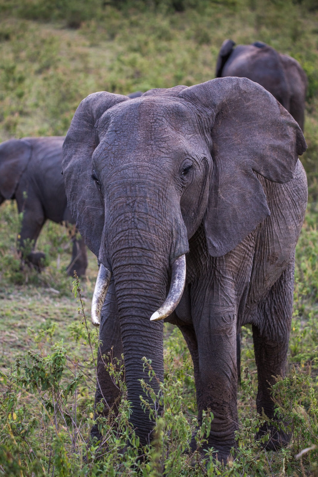 Elephant families in the Maasai Mara.