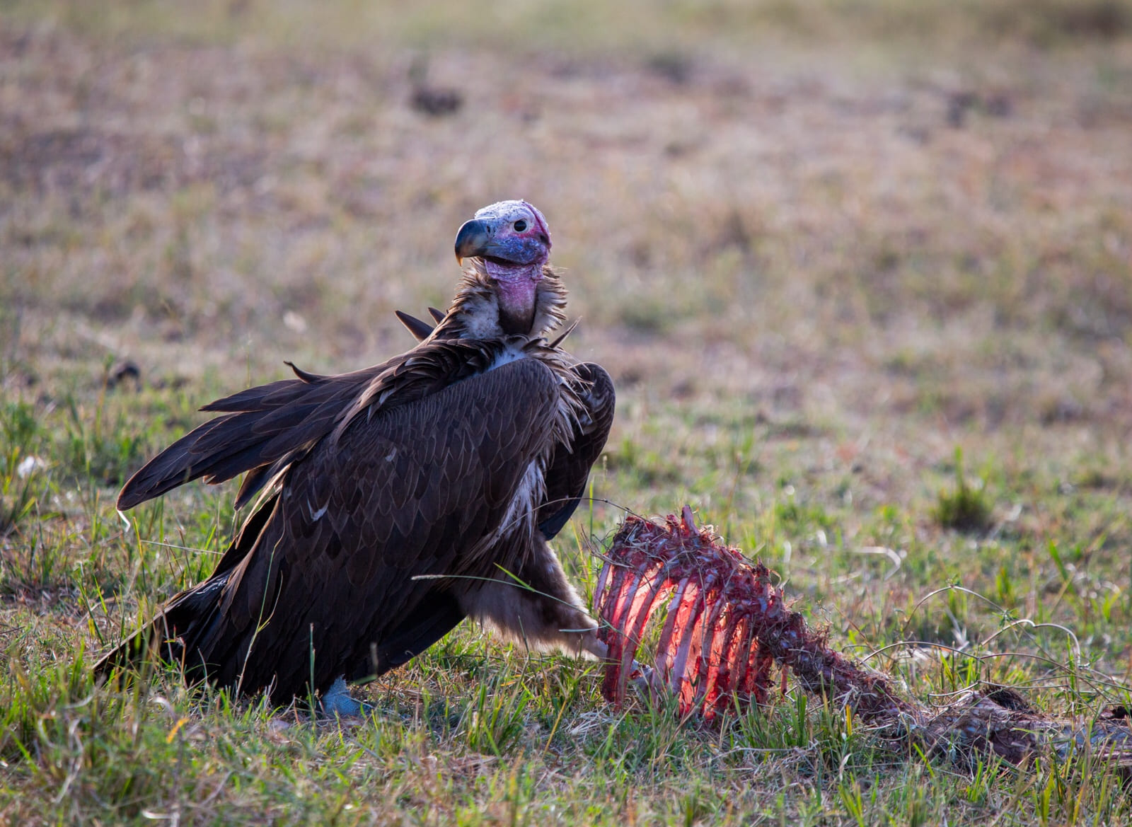 A vulture cleaning up a left behind carcass in Maasai Mara.