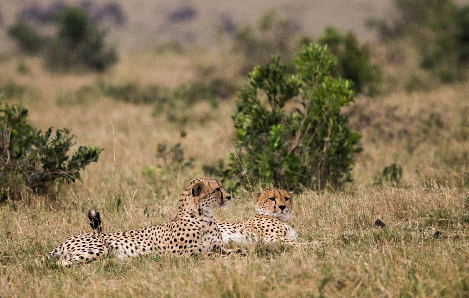 Cheetahs on the lookout in the Maasai Mara.