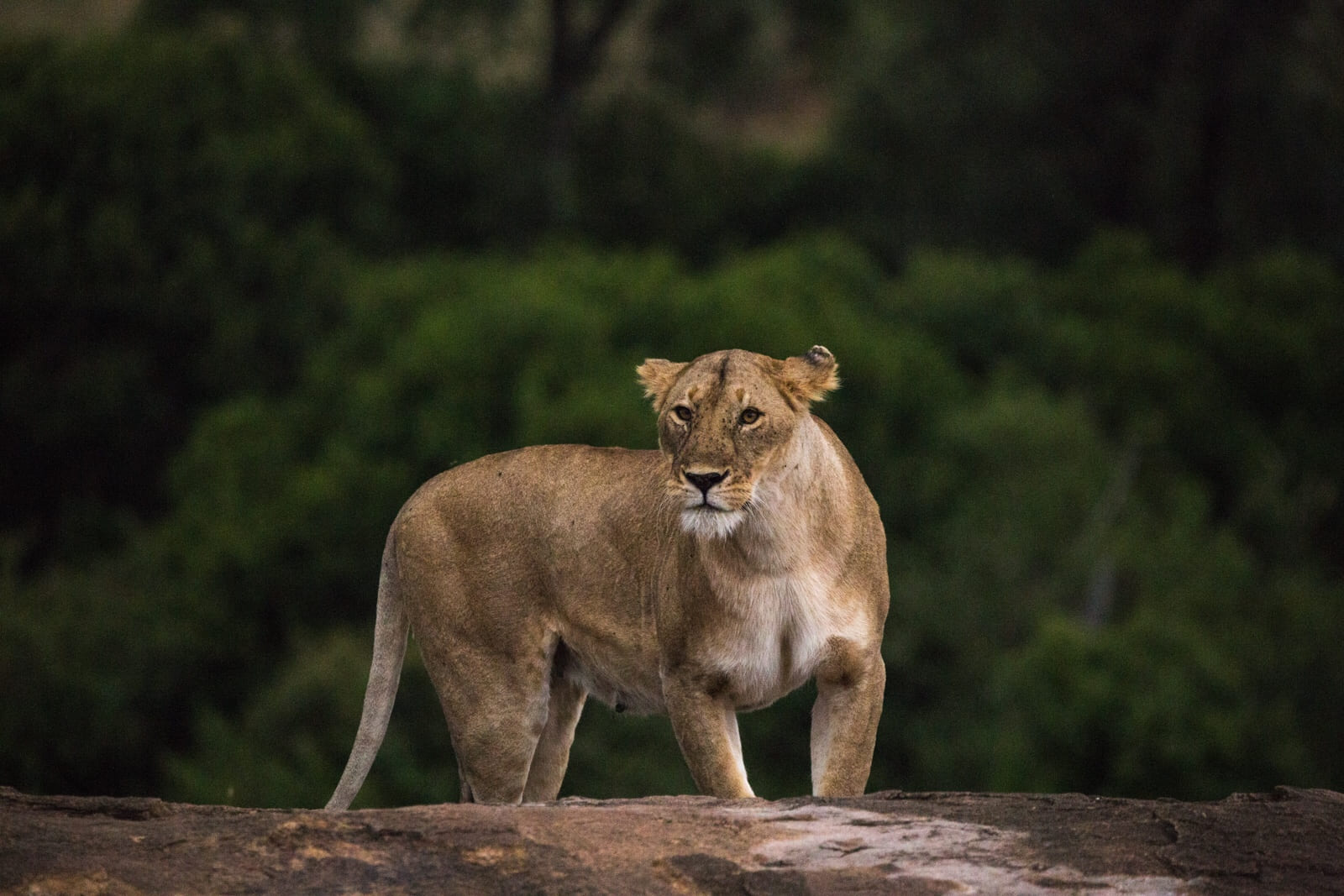 Lion perched on the rocks in Maasai Mara.