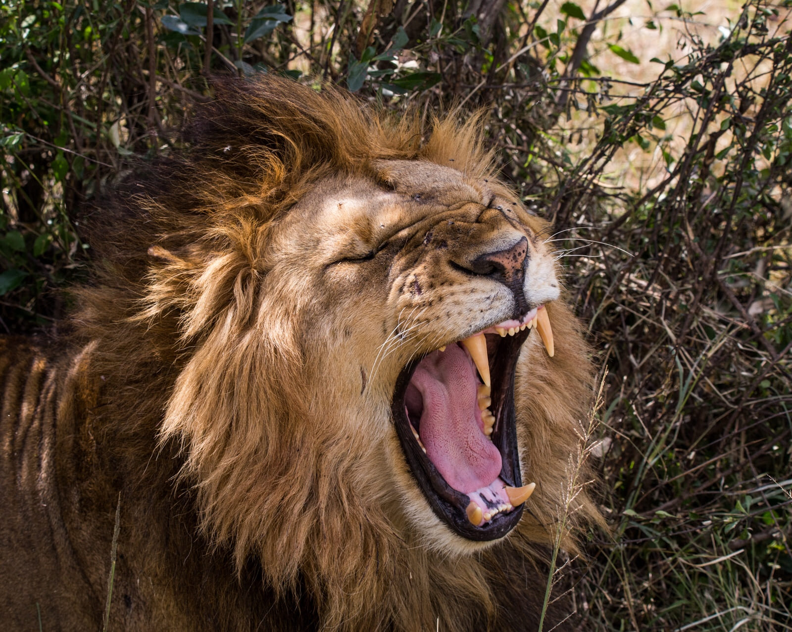 Male lion yawning in the Maasai Mara.