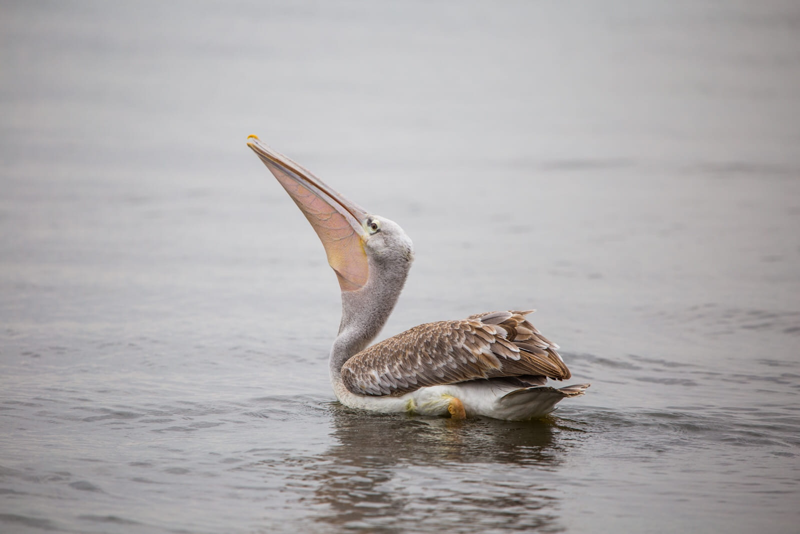 Great white pelican in Lake Naivasha.