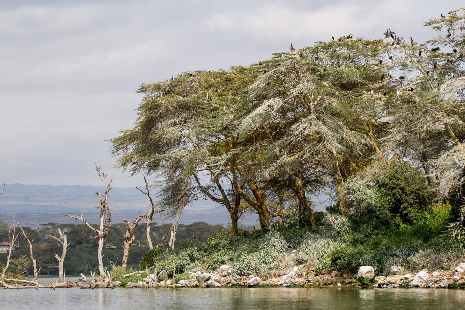 Crescent Island in Lake Naivasha filled with cormorants.
