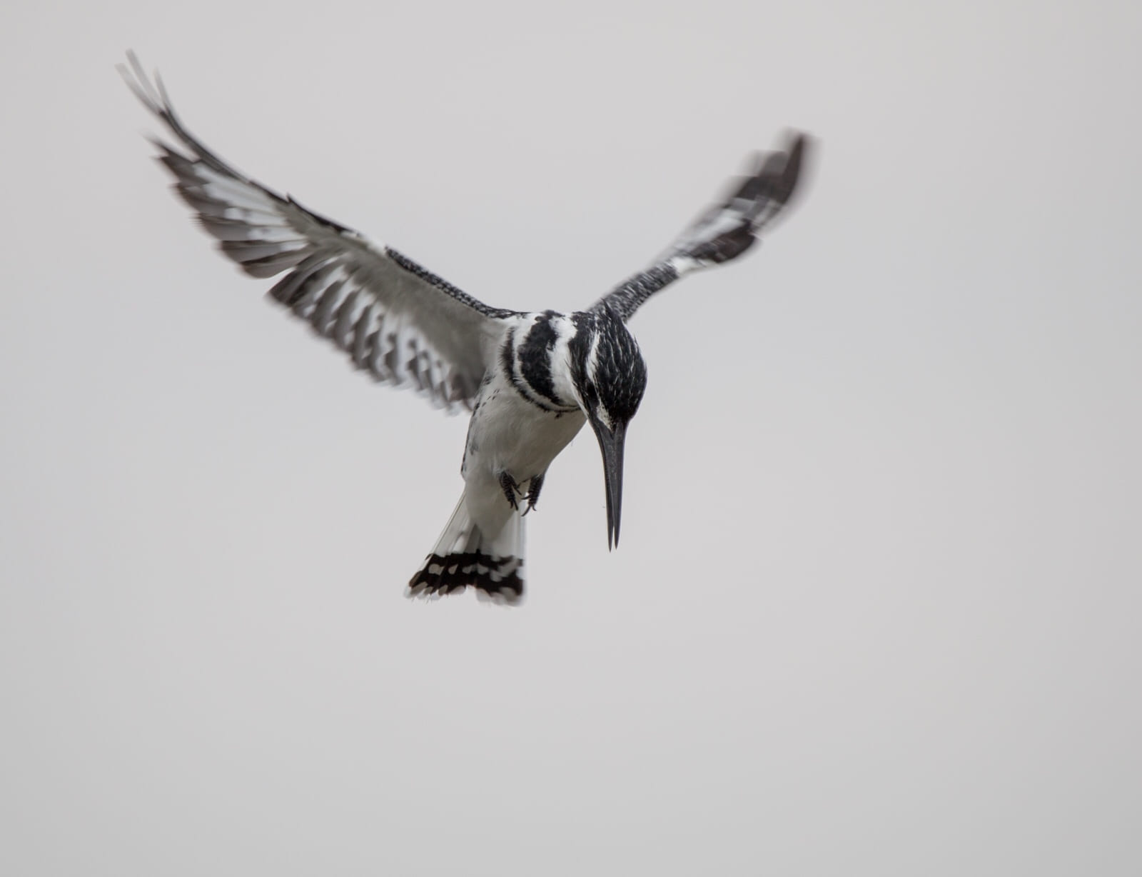 Kingfisher perched above Lake Naivasha, poised to dive.