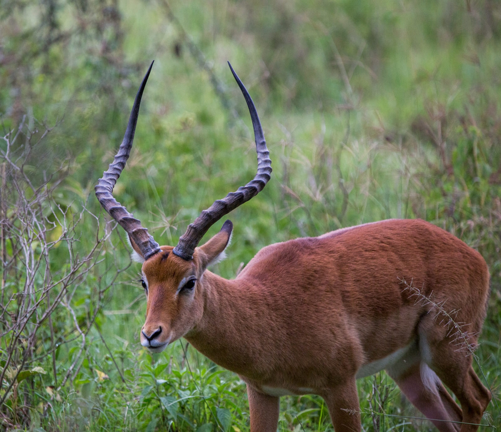 Male impala - they lead a harem of female impalas, while the other “loser” males group together in Lake Nakuru.